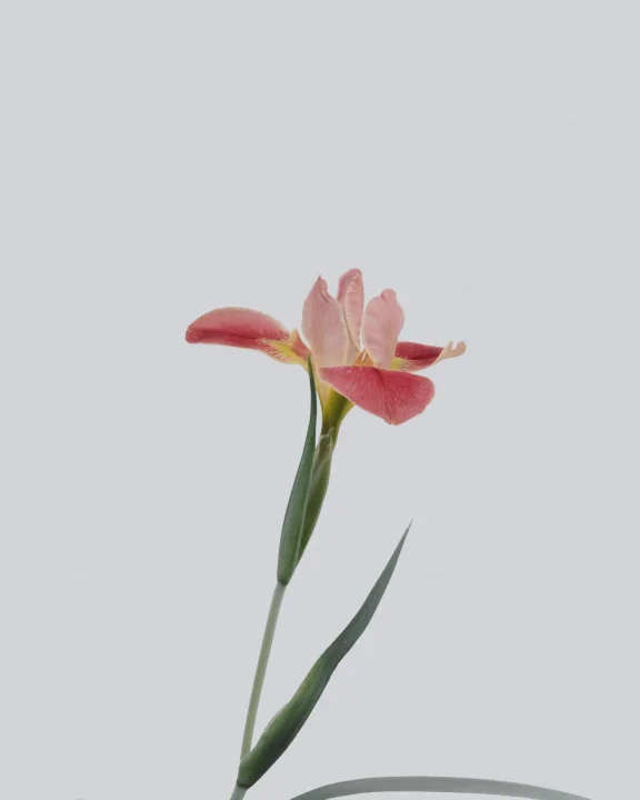 Softly Unfolding