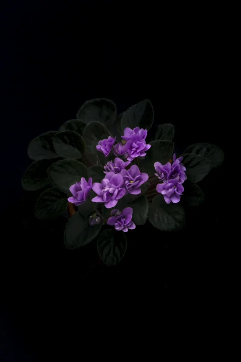 In Full Bloom